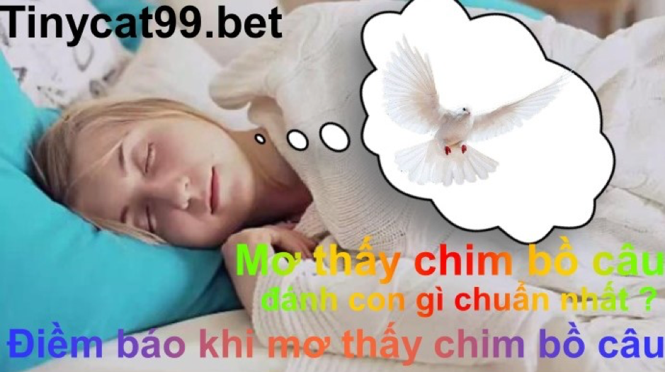 mơ thấy chim bồ câu, mo thay chim bo cau, mơ thấy chim bồ câu đánh con gì