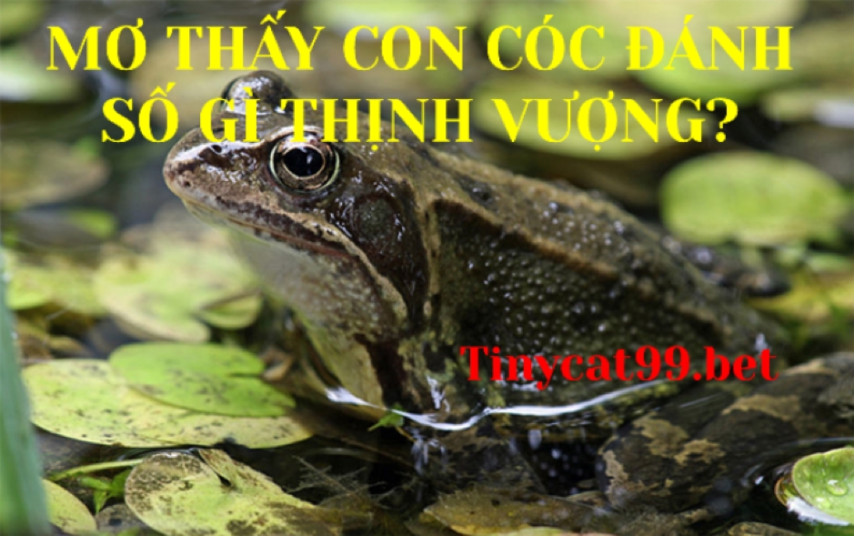 mơ thấy con cóc