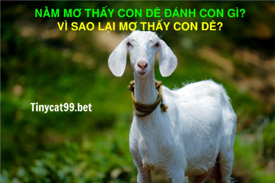 mơ thấy con dê