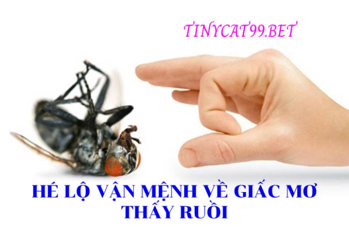 Mơ thấy con ruồi là điềm báo gì?