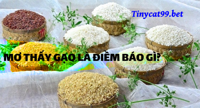 Giấc mơ về hạt gạo