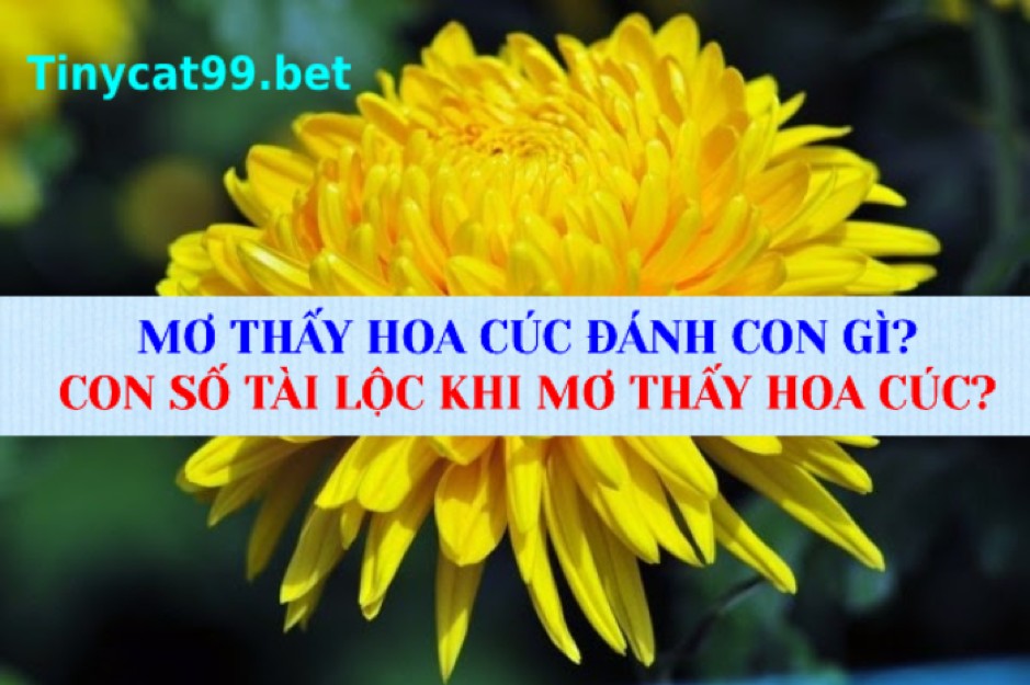 Điềm báo giấc mơ thấy hoa cúc