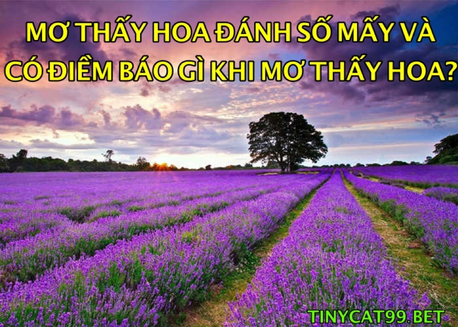 mơ thấy hoa