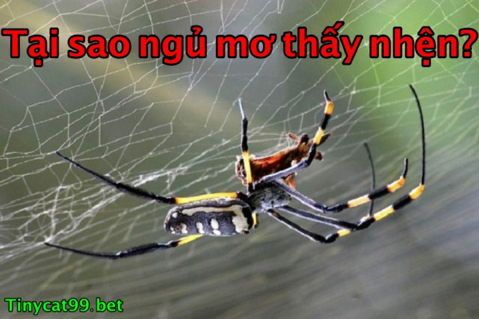 mơ thấy nhện 