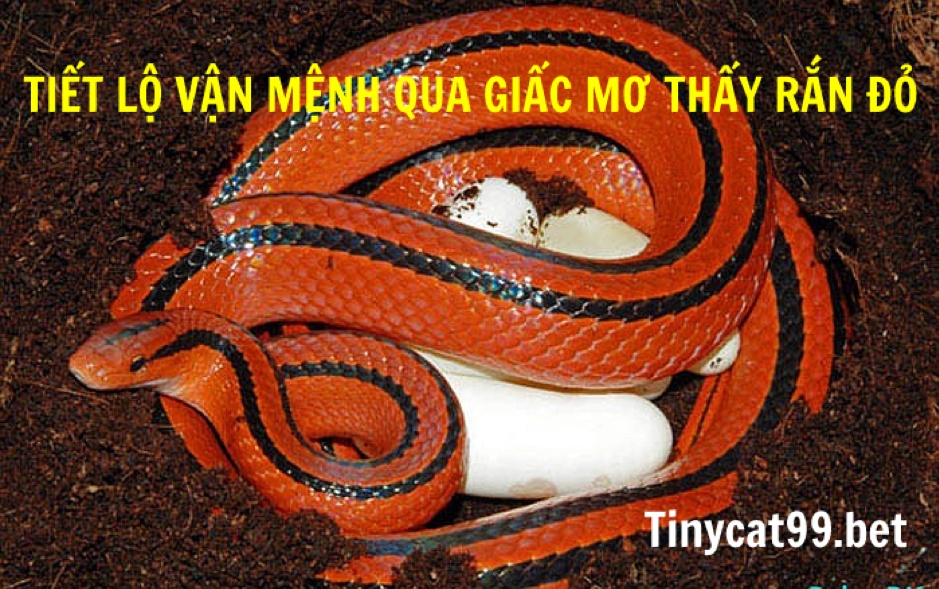 Mơ Thấy Rắn Đỏ