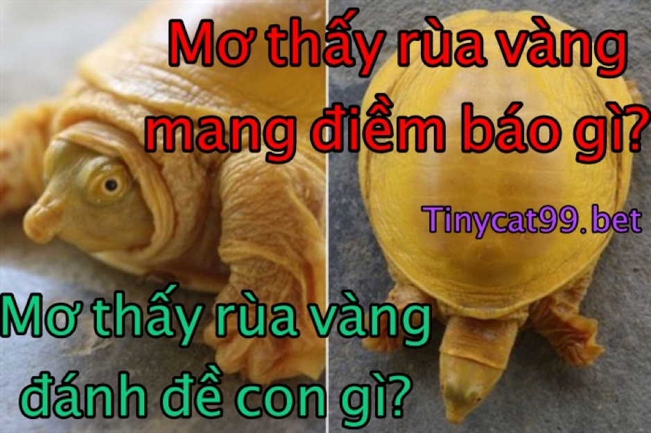 Mơ Thấy Rùa Vàng