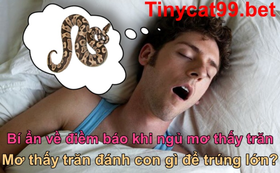 con trăn số mấy, mơ thấy trăn, mơ thấy trăn đánh con gì